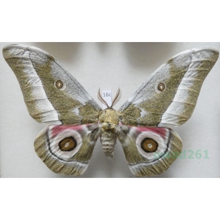 Gonimbrasia zambesina (Walker, 1865) male ex.pupa Kenya 125mm16c